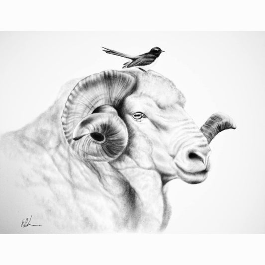 Pencil drawing of a ram with a bird perched on its horn against a white background
