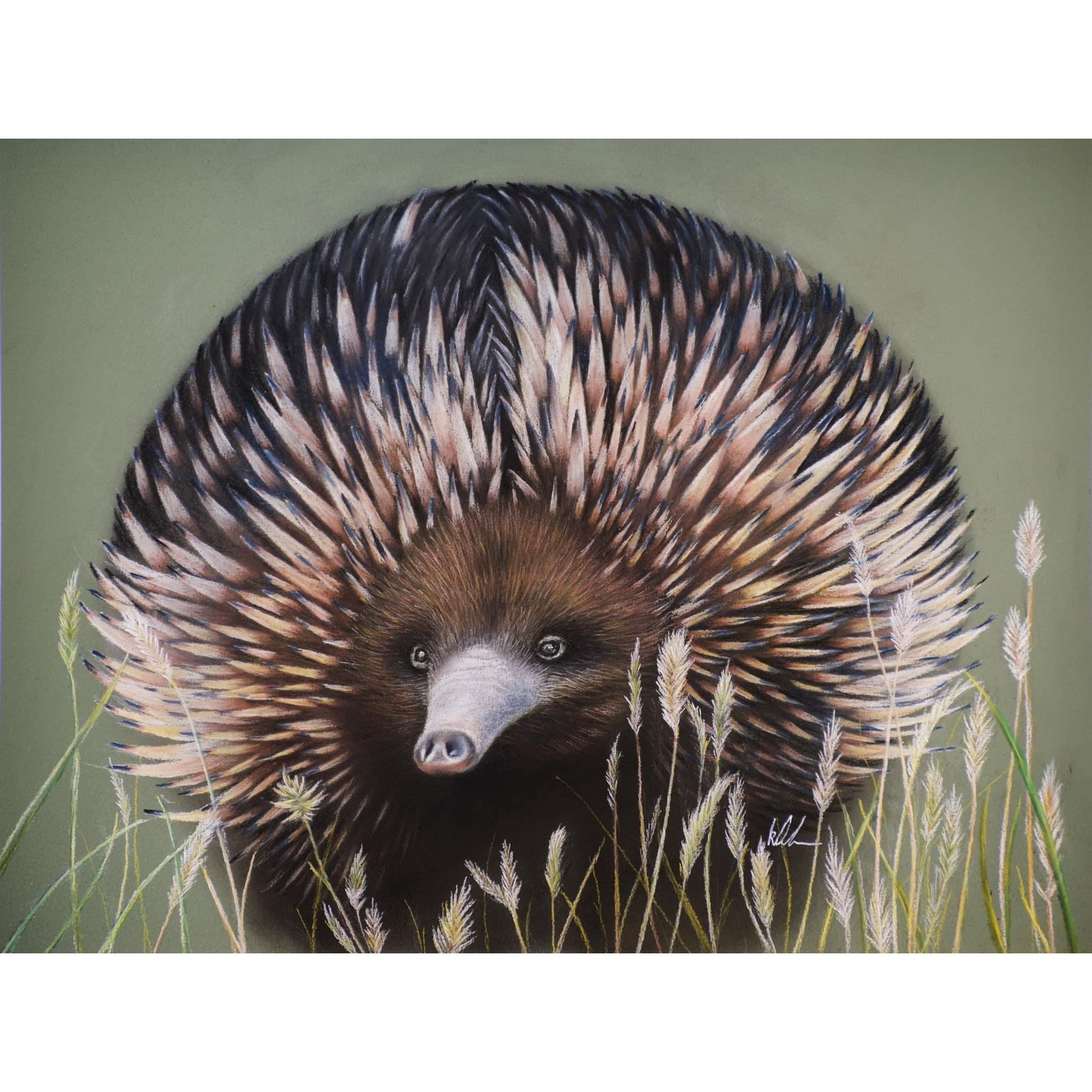 Echidna business original artwork showing unframed