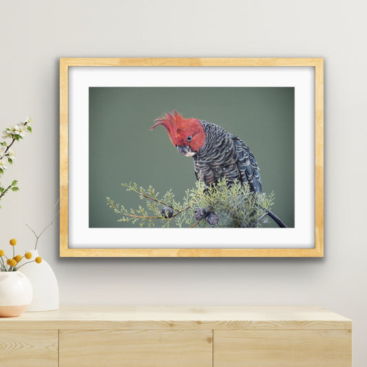 gang gang cockatoo original artwork framed