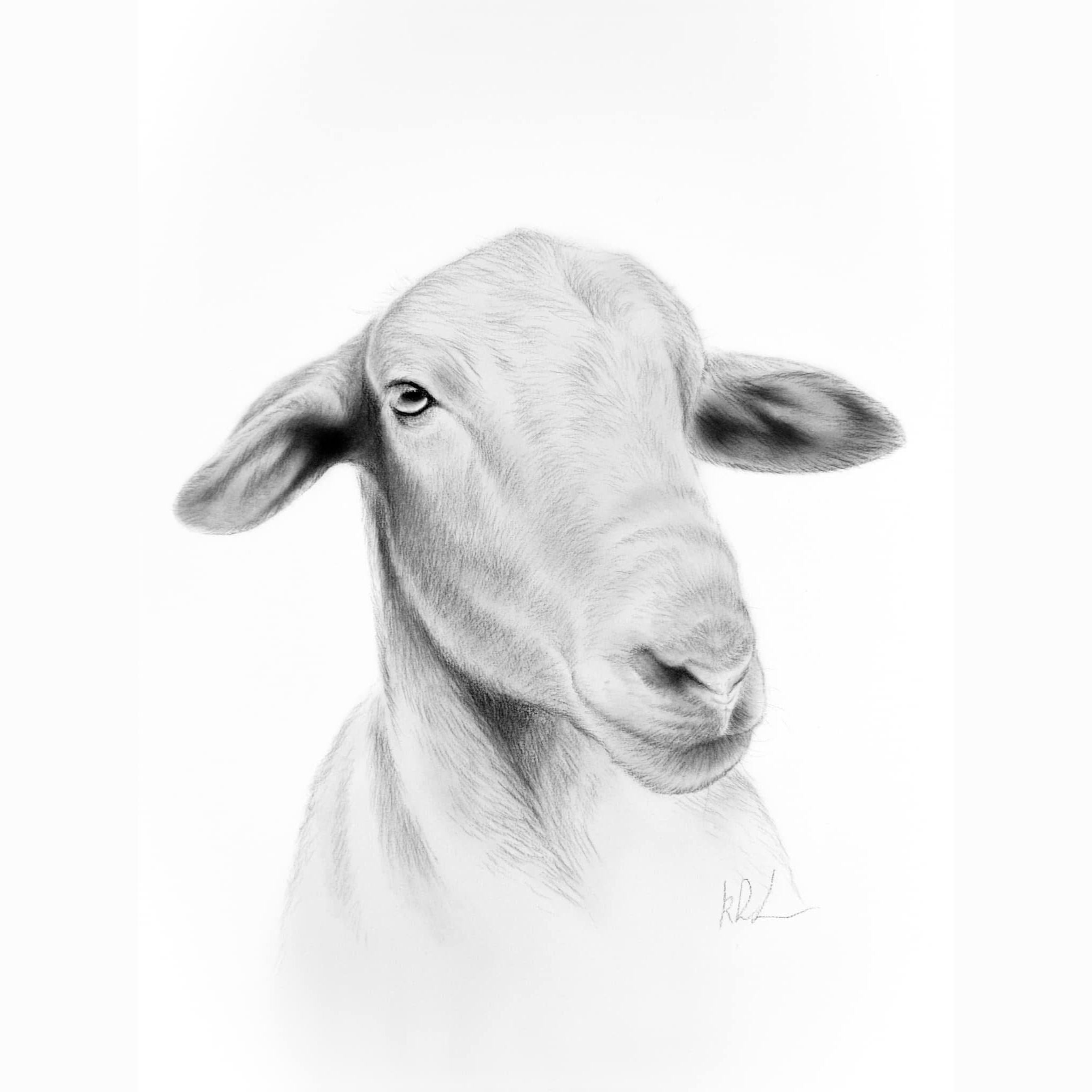 Black and white illustration of a goat's head on a white background