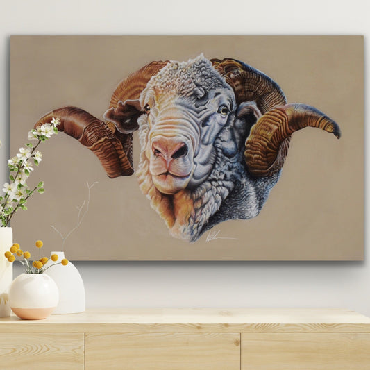 Hay Runner Ram Stretched Canvas