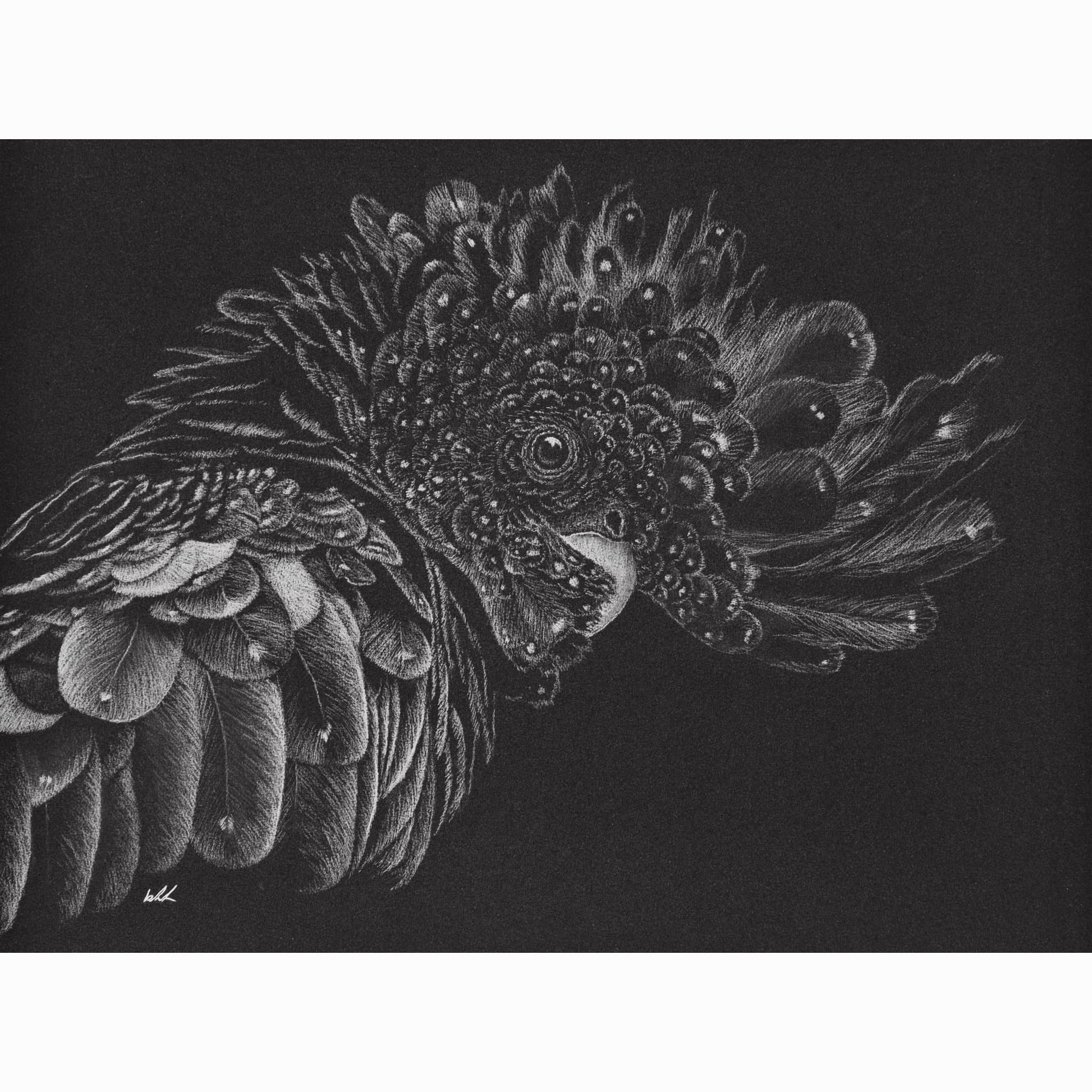 black cockatoo artwork