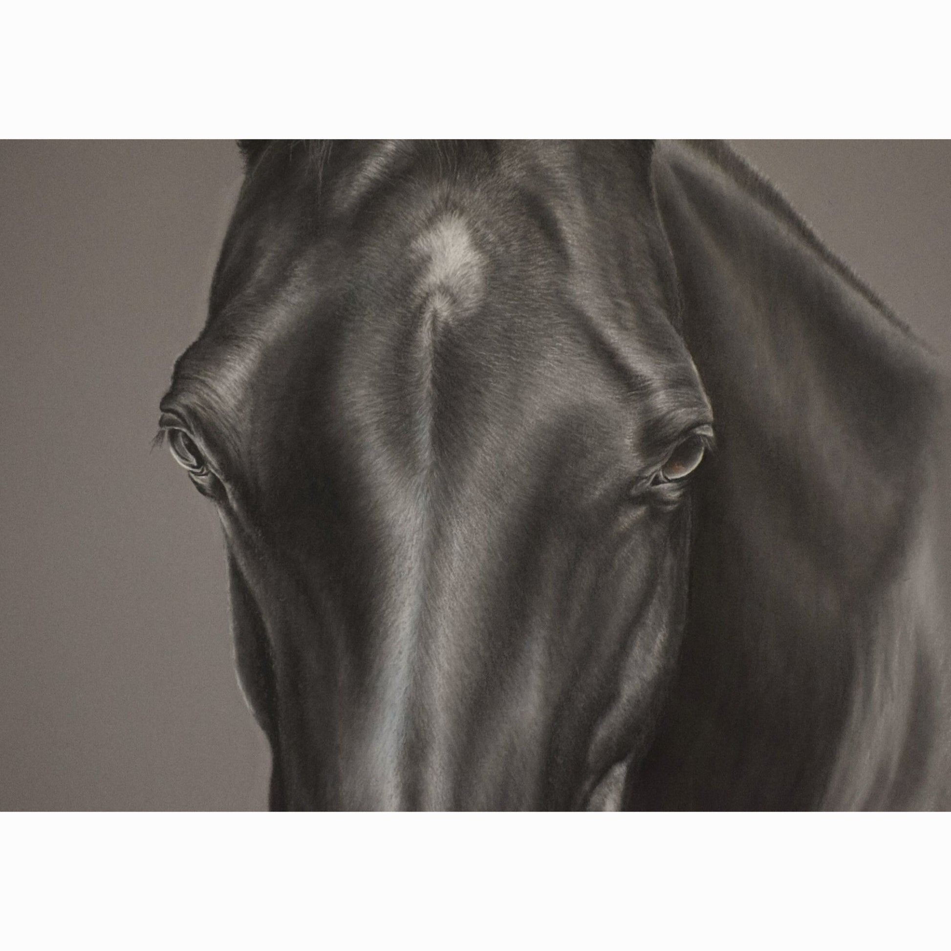 close up of black horse head in charcoal