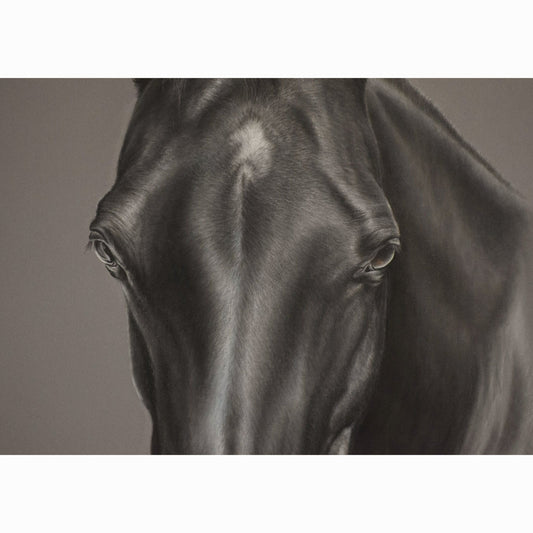 close up of black horse head in charcoal