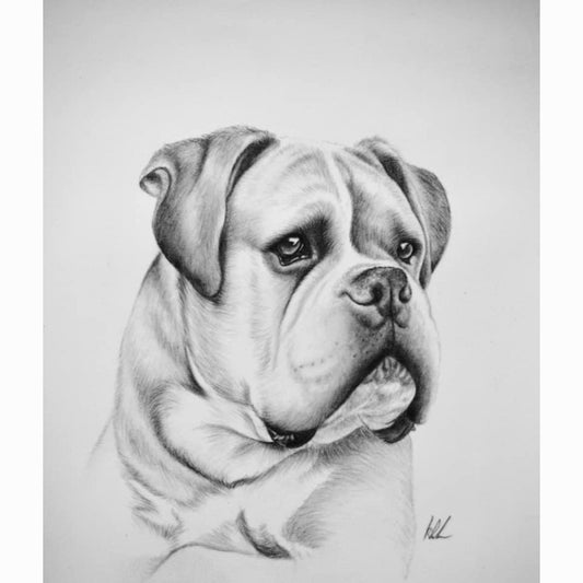 Detailed pencil drawing of a bulldog's face on a white background