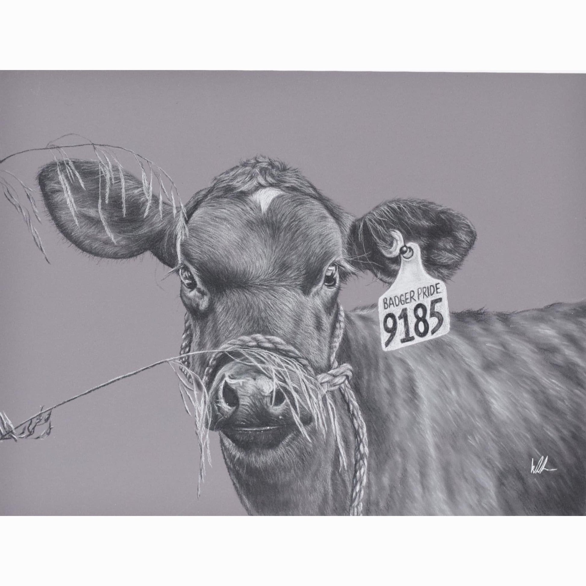 dairy calf with halter on behind grass strands