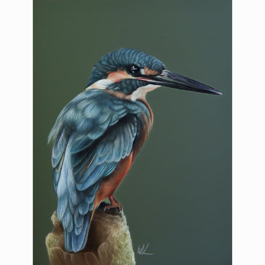 Artists depiction of a kingfisher bird on a branch with a plain background