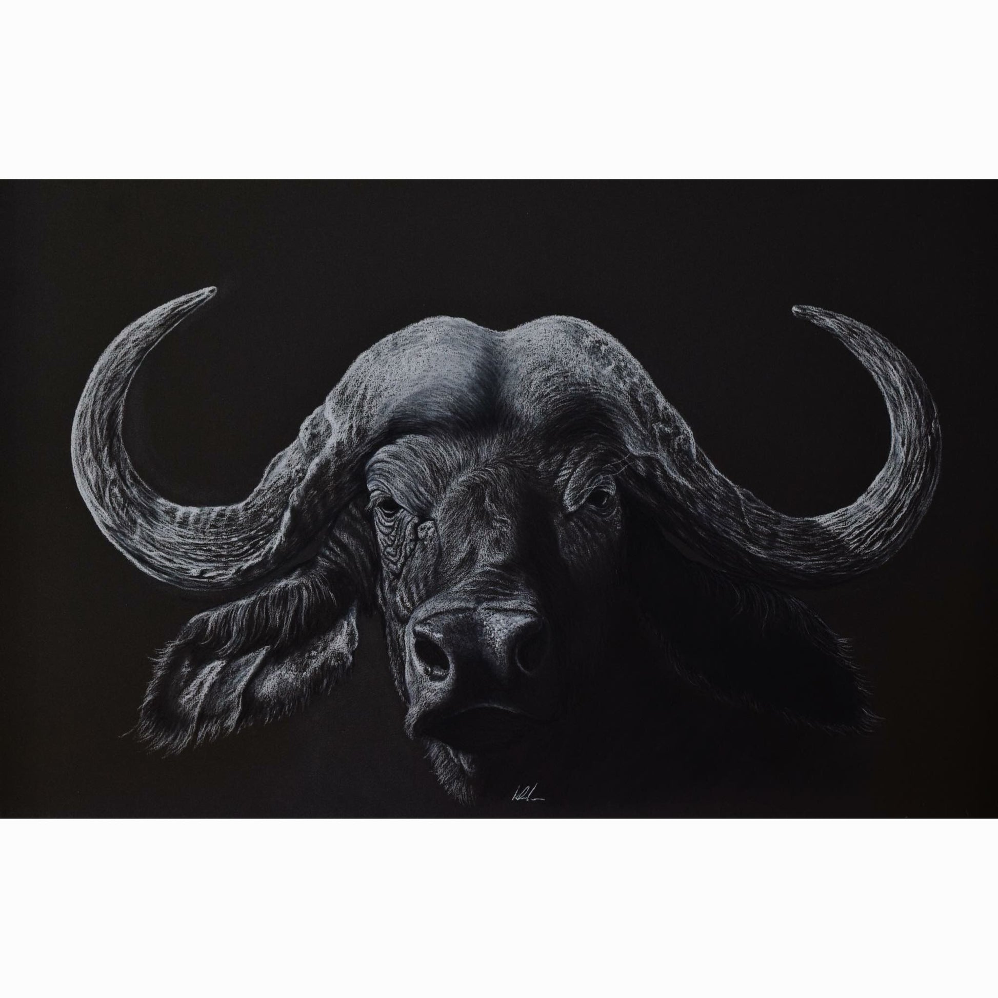 Black and white drawing of a buffalo with large curved horns on a black background