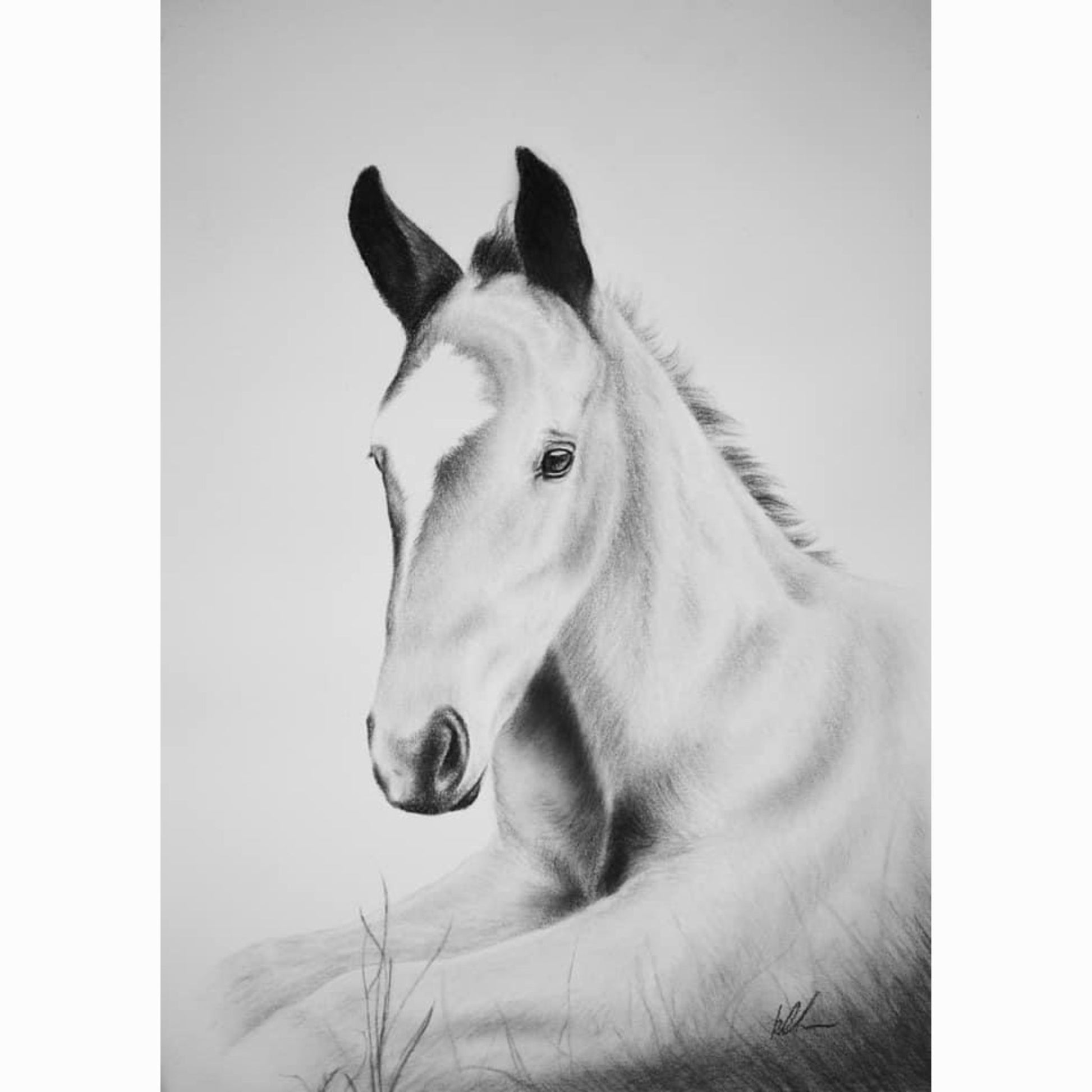 foal lying on ground artwork