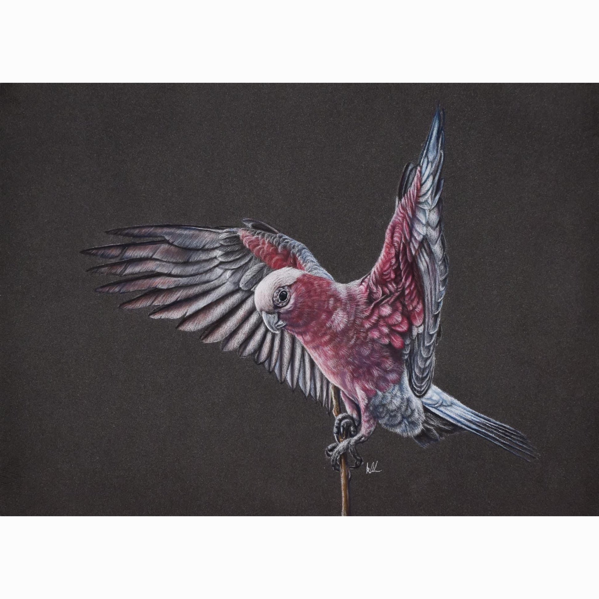 Artistic depiction of a parrot with open wings on a dark background