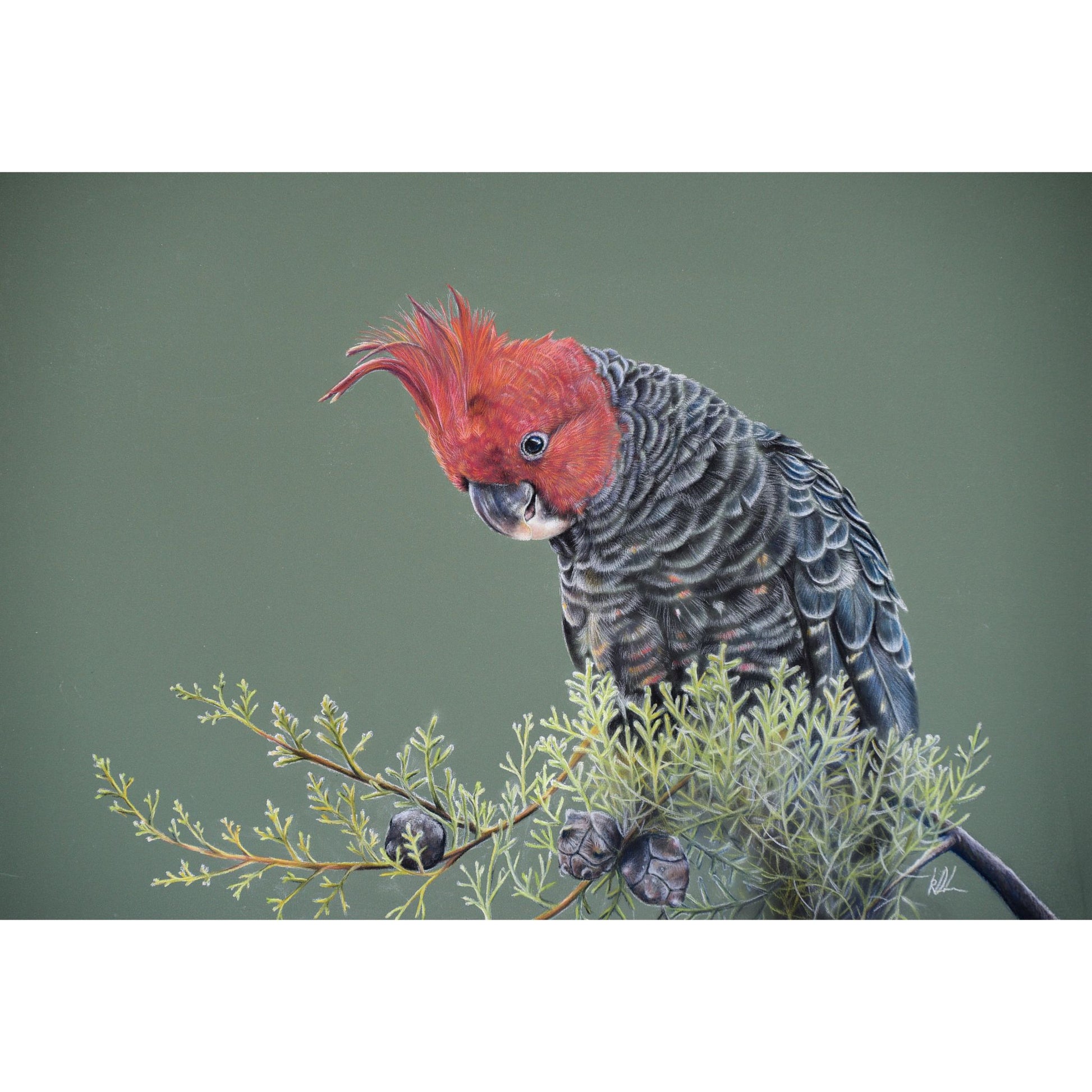 gang gang cockatoo original artwork showing unframed