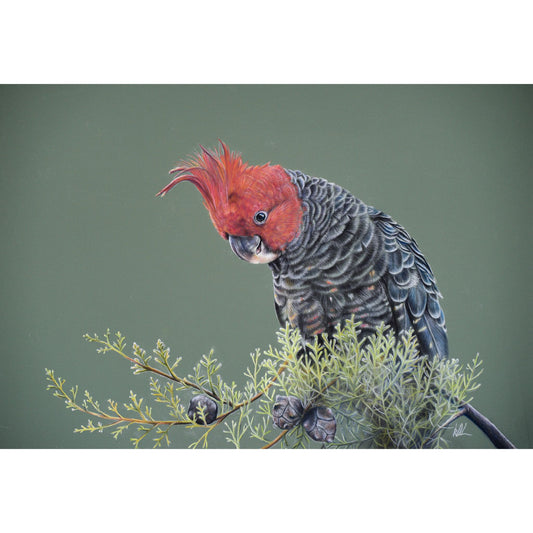 gang gang cockatoo original artwork showing unframed