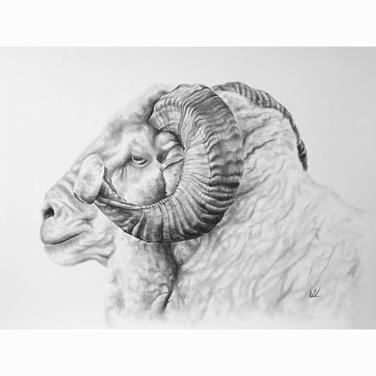 ram fine art print