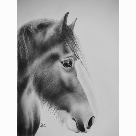 Detailed pencil drawing of a draft horse's head on a plain background