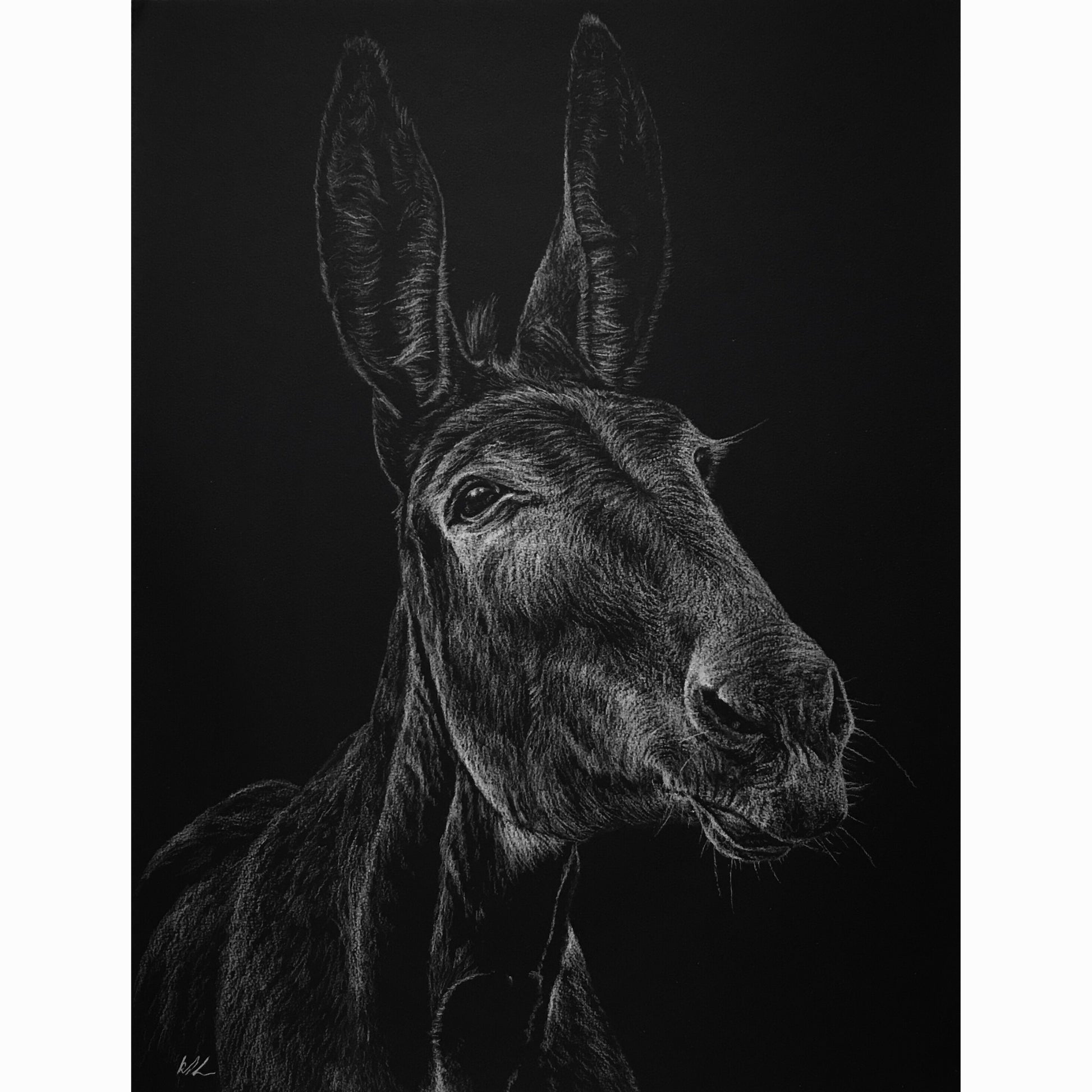 Detailed black and white drawing of a donkey's head on a dark background