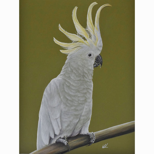 cockatoo fine art print