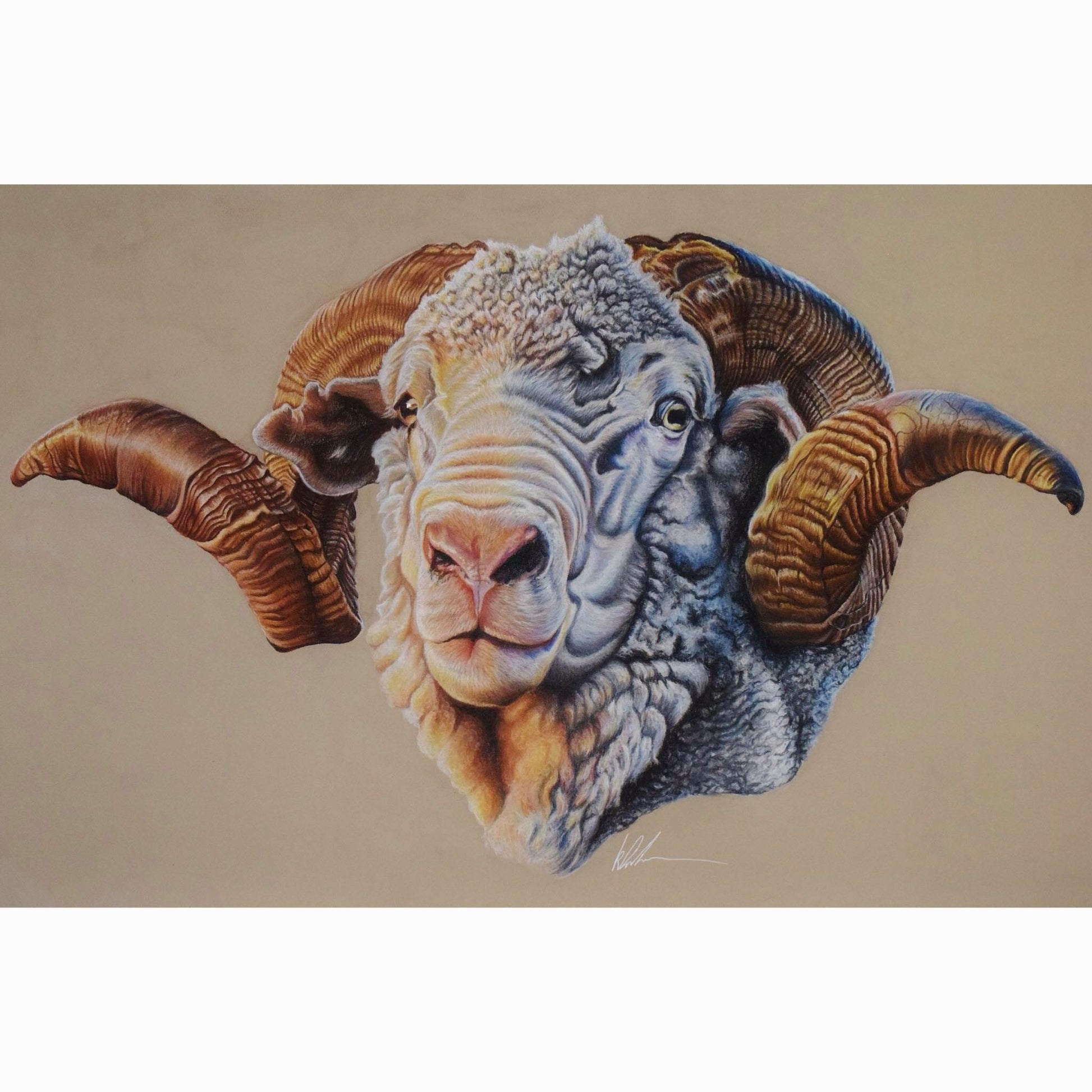 hay runner ram fine art print rolled canvas