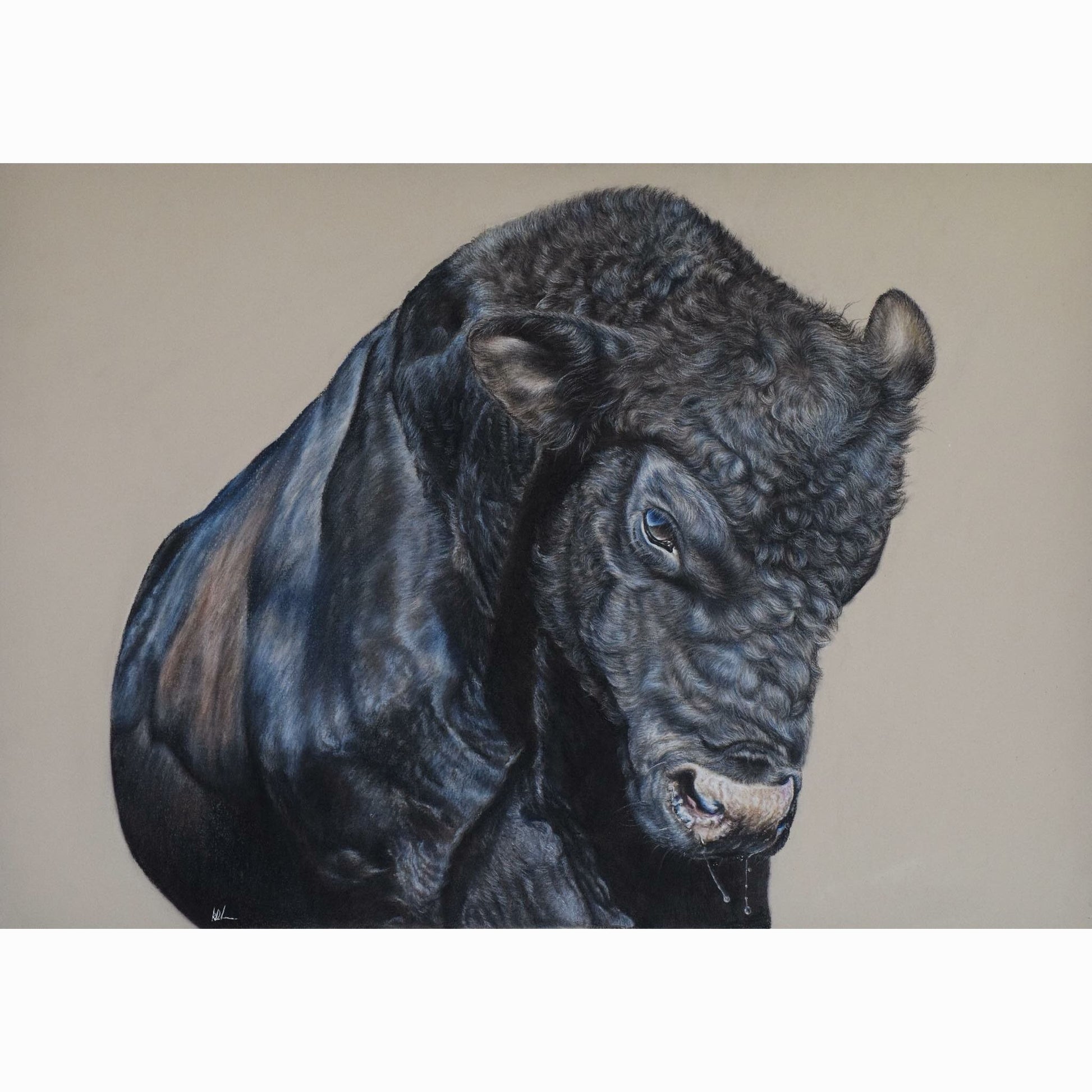 jarobee bull fine art print