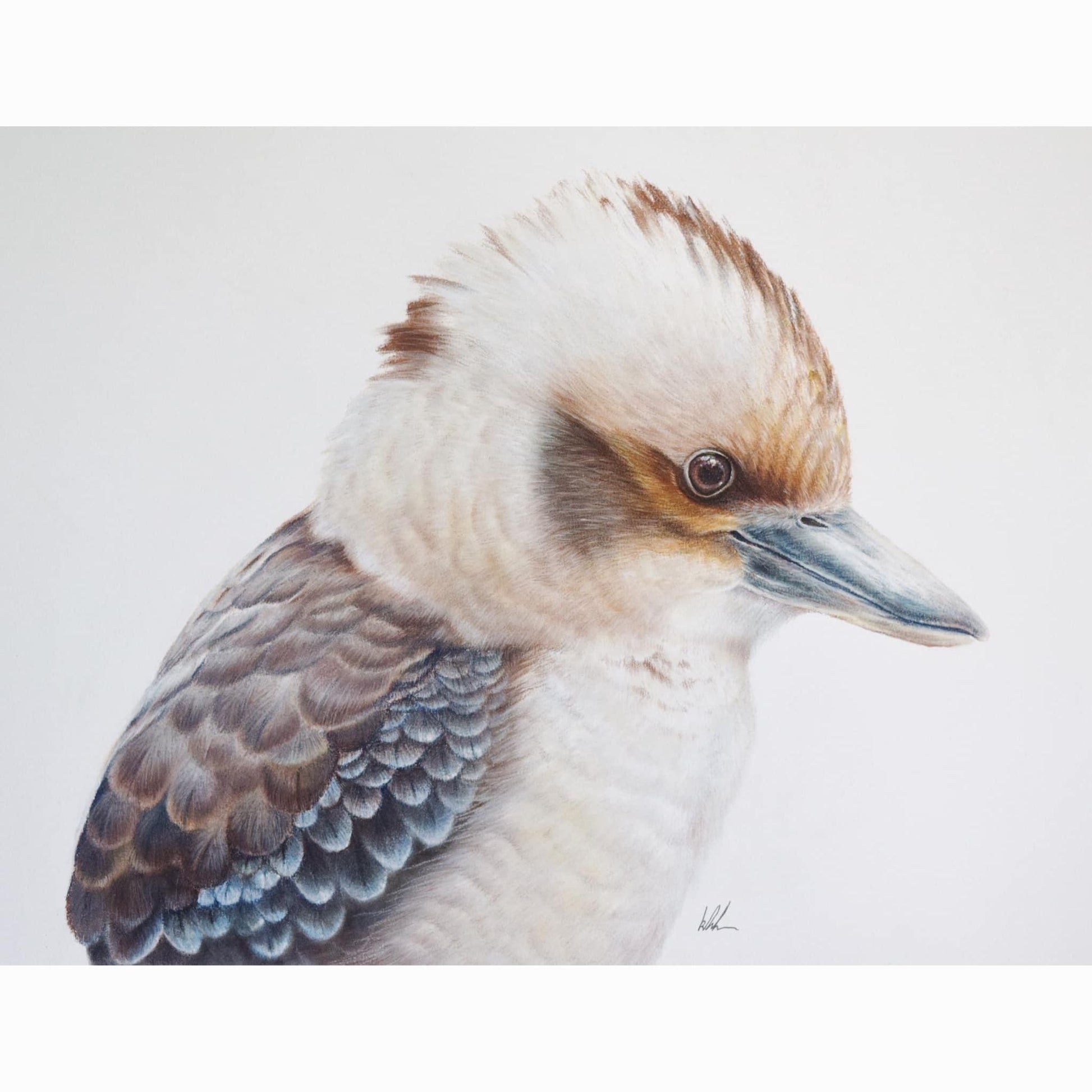 kookaburra fine art pastel artwork