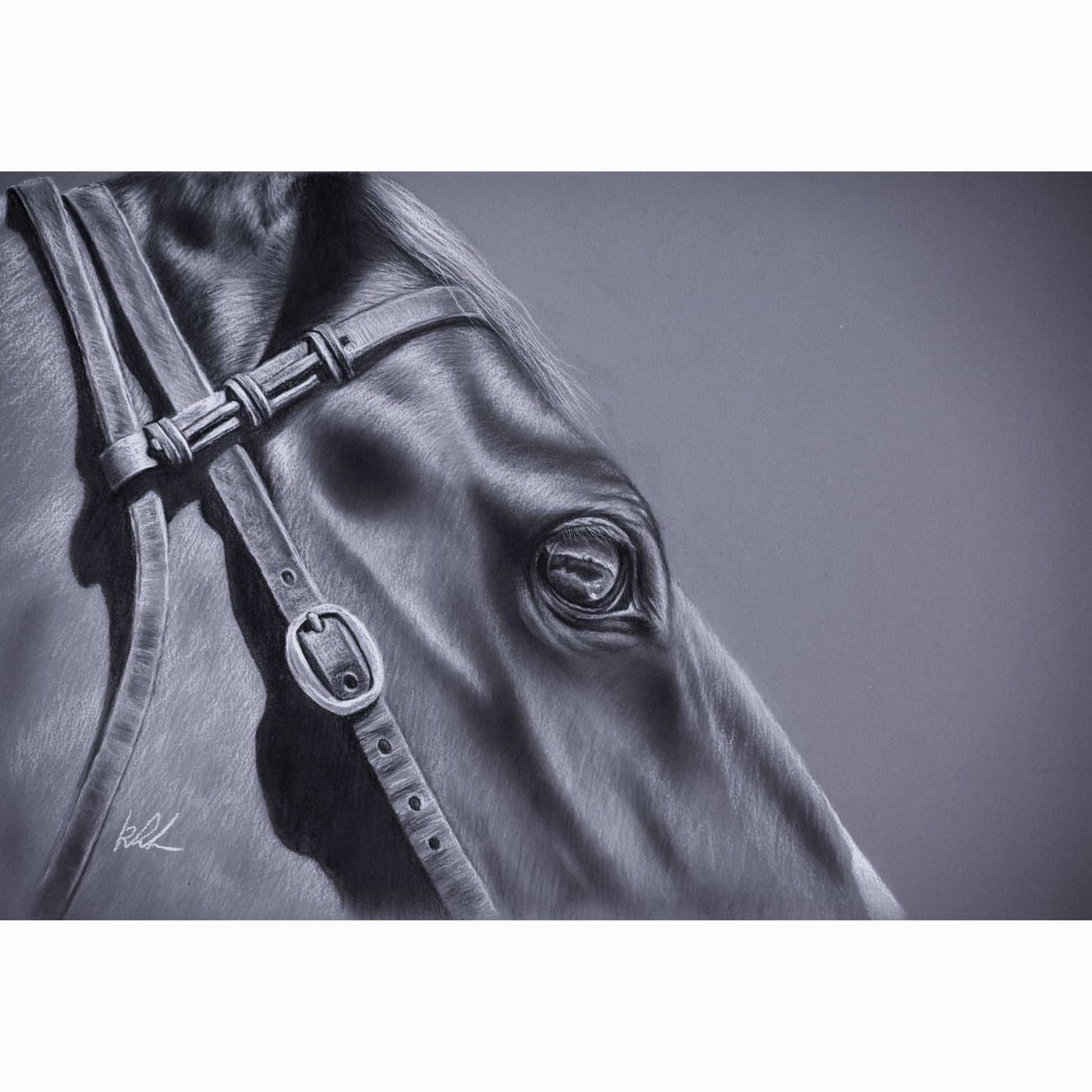 Close-up of a horse's head with a bridle on a dark background