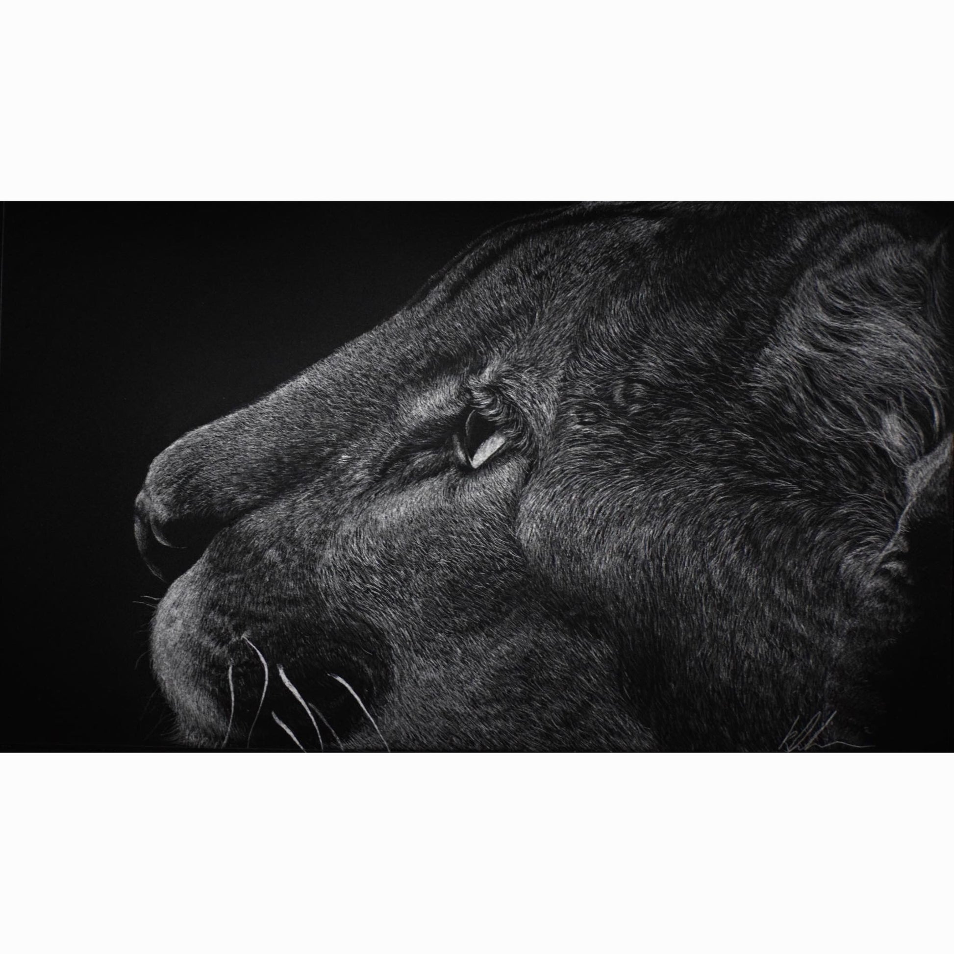 Close-up of a lion's face with a black background