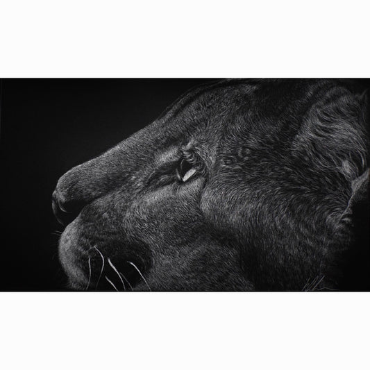 Close-up of a lion's face with a black background