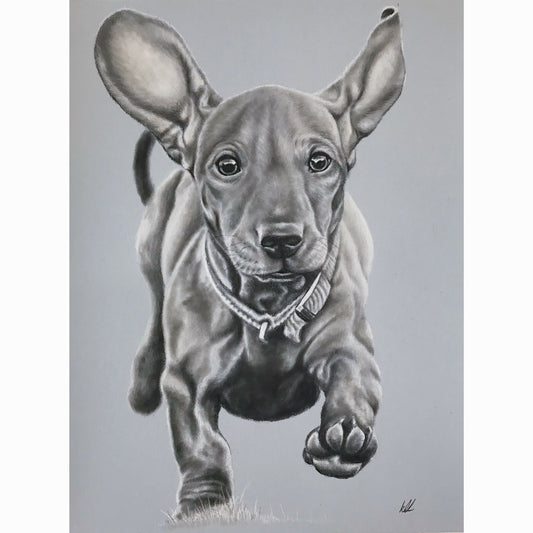 Pencil drawing of a running puppy on a gray background