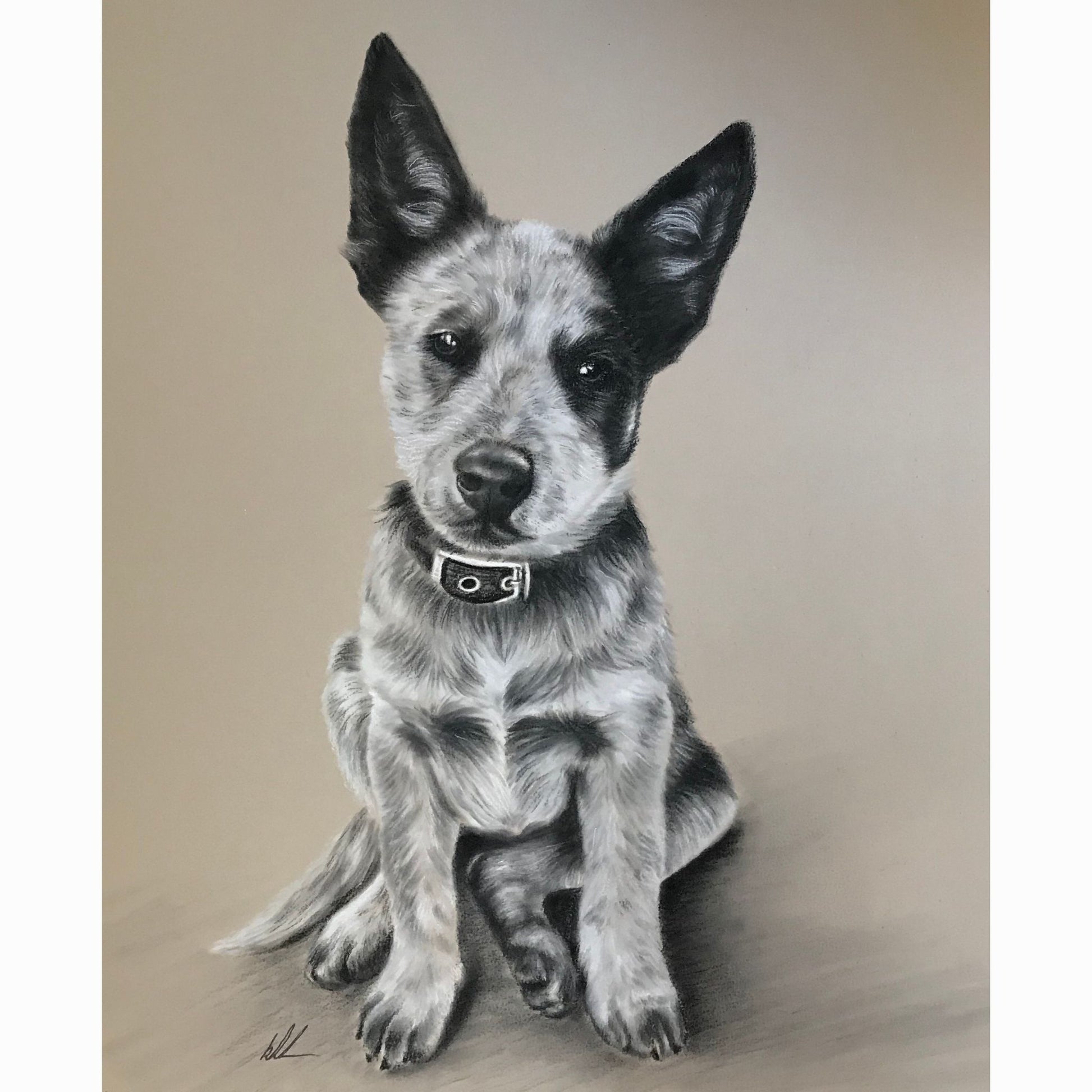 pippa cattle dog fine art print