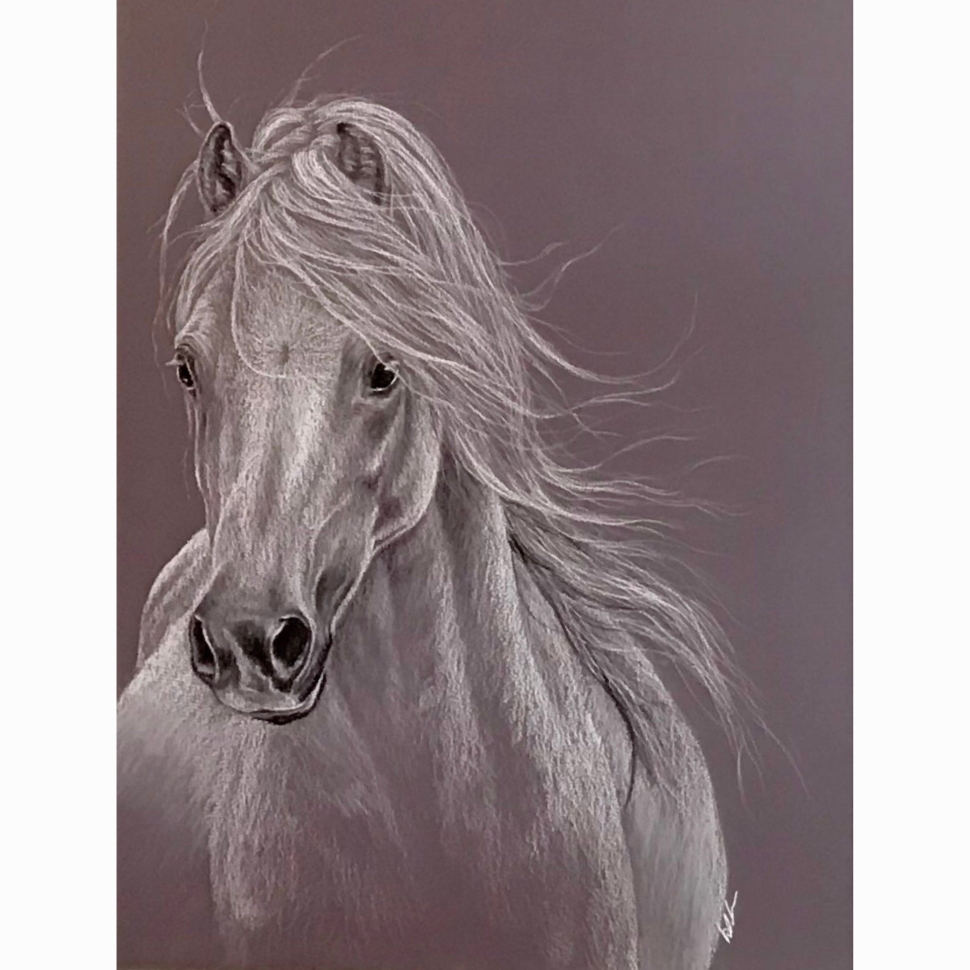 welsh stallion fine art print