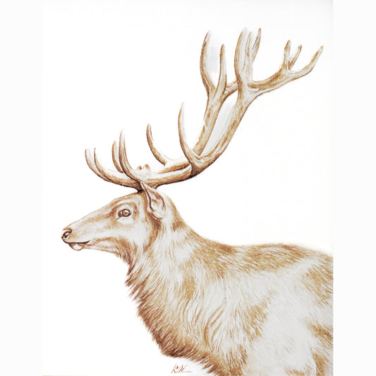 Illustration of a deer with large antlers on a white background