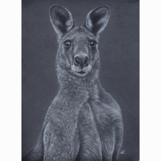 Detailed drawing of a kangaroo on a dark background
