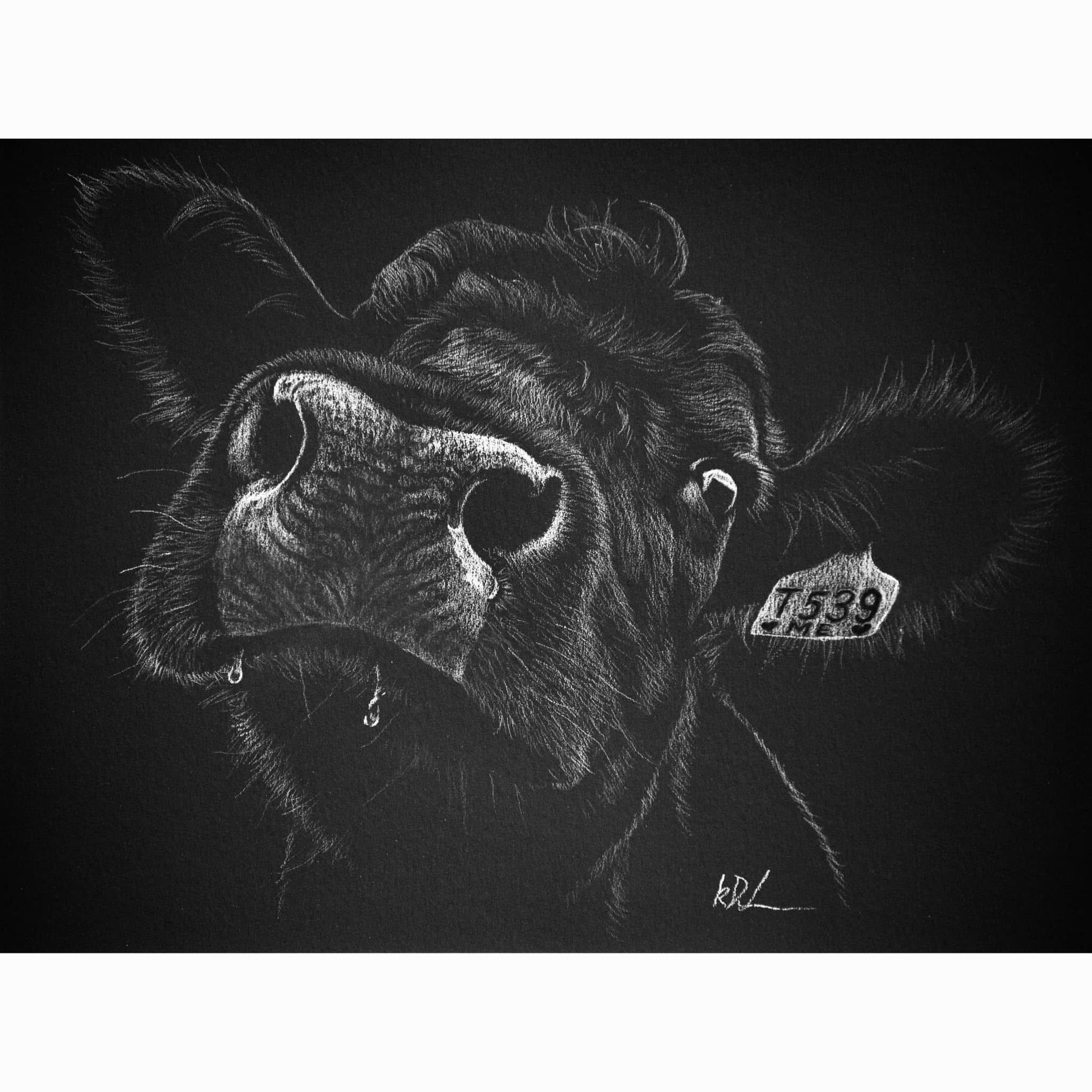 Black and white drawing of a cow's face with a tag on its ear against a black background.