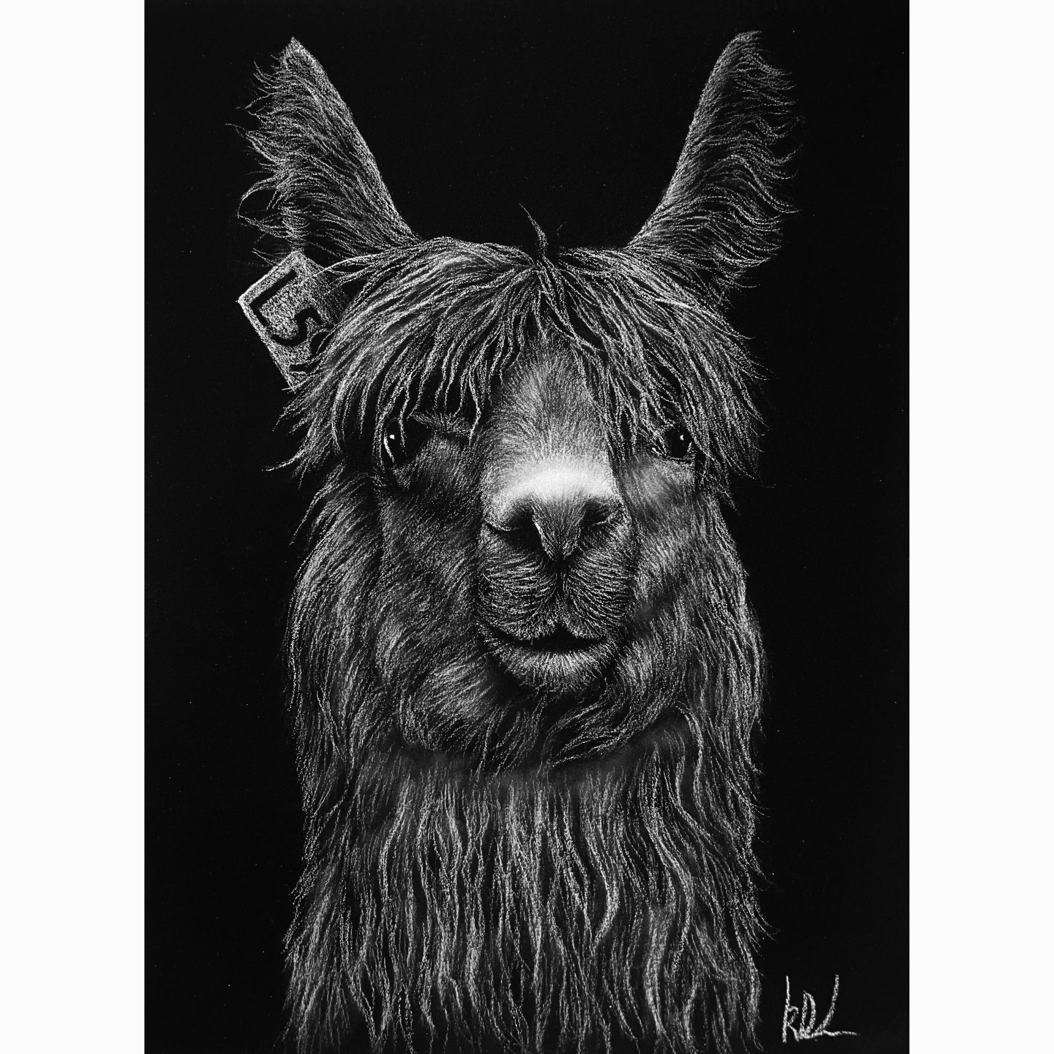 stu the alpaca charcoal artwork