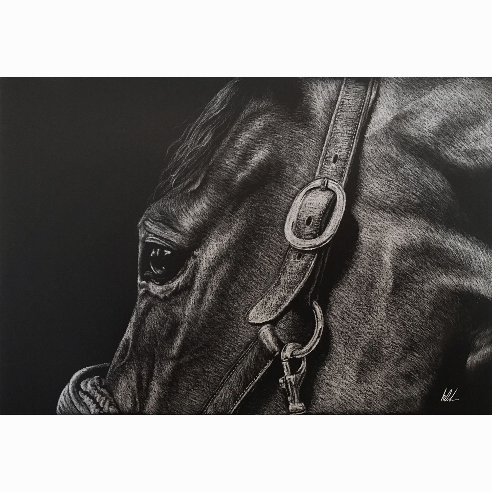 horse head side profile close up with halter on