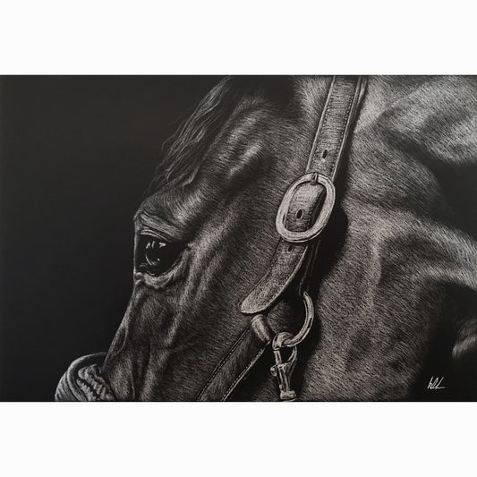 horse head side profile close up with halter on