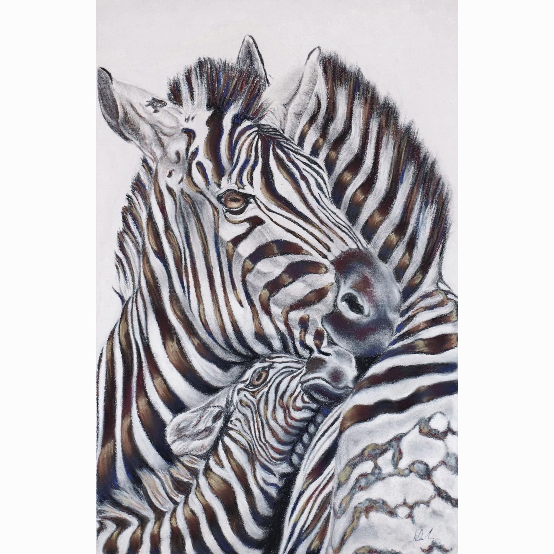 zebra fine art print