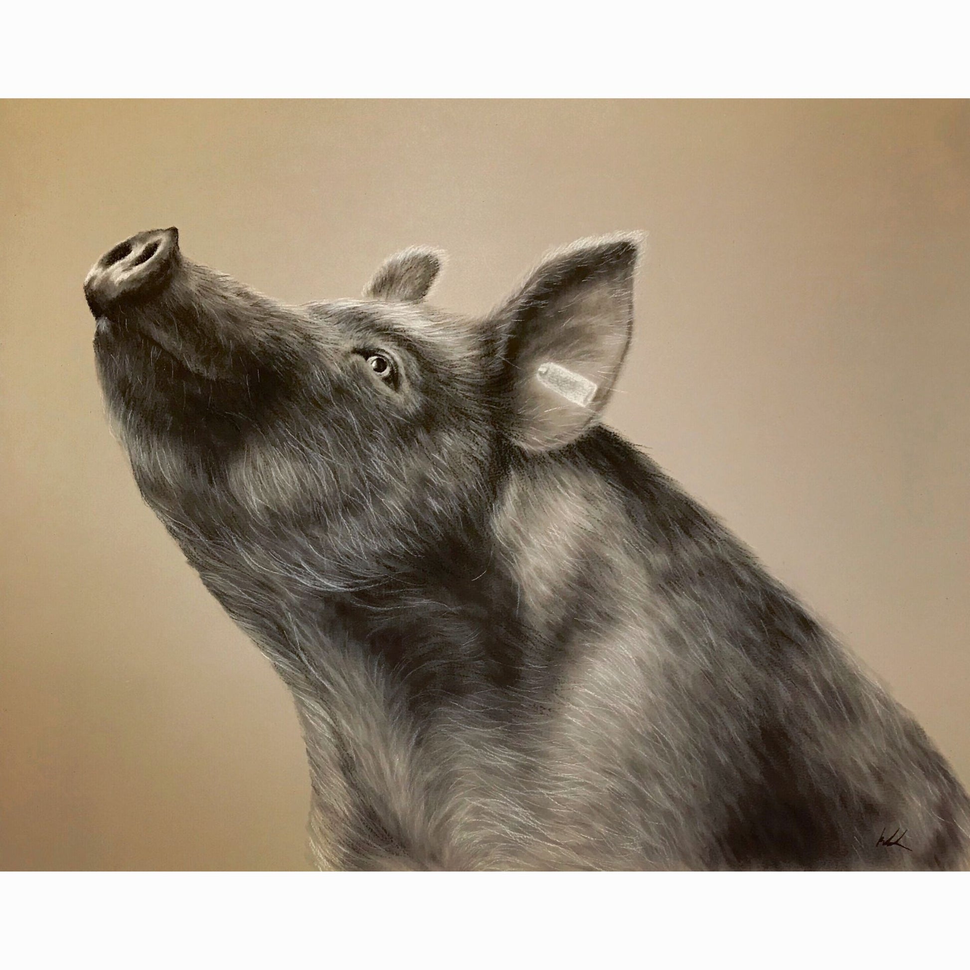 Artistic depiction of a pig on a beige background