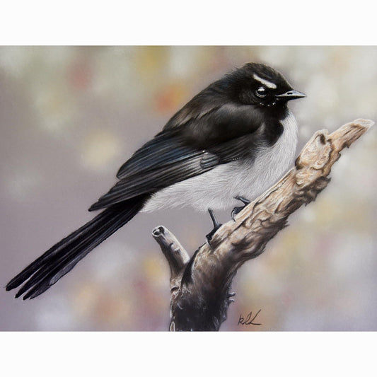 Black and white bird perched on a branch with a blurred background