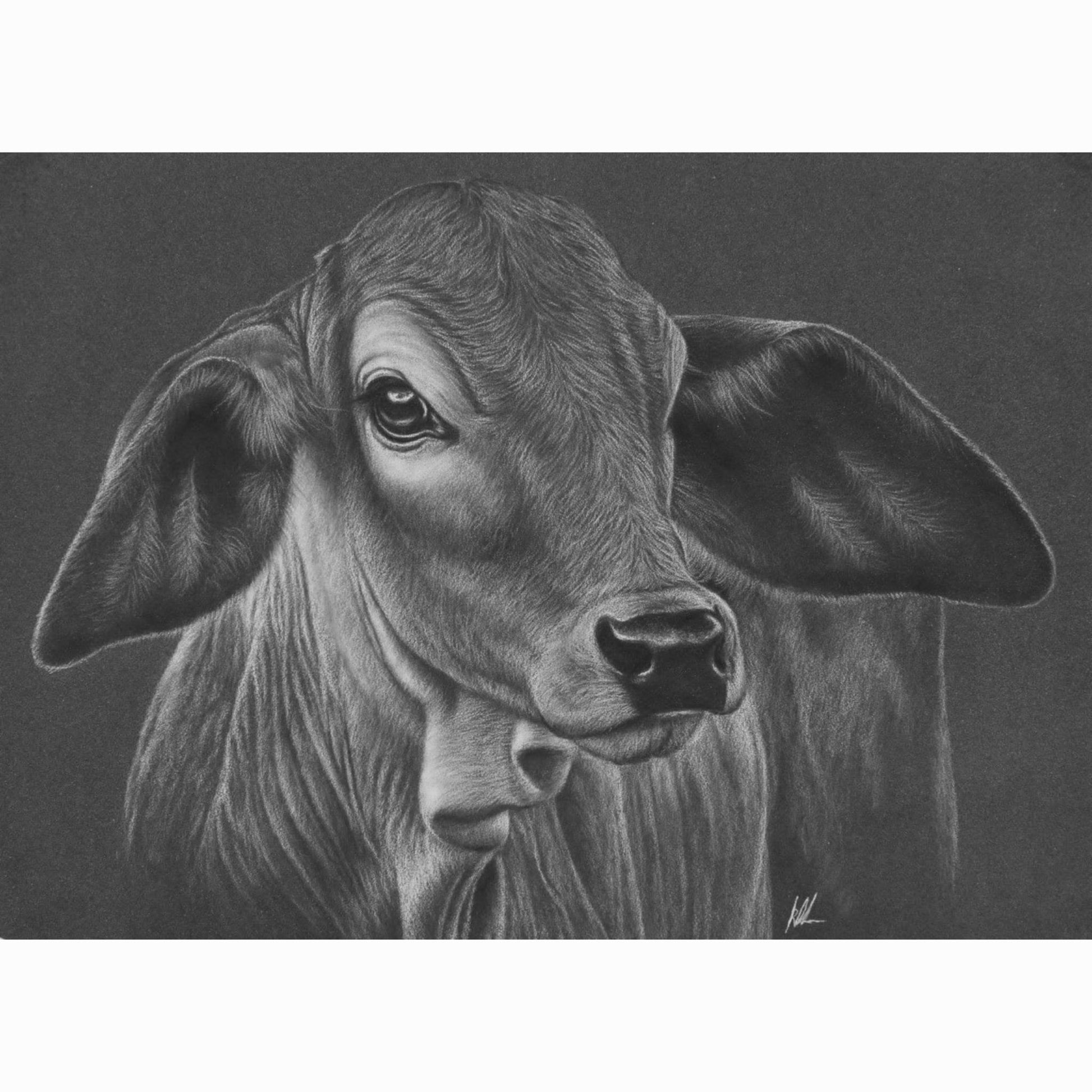 Detailed drawing of a calf's face on a dark background