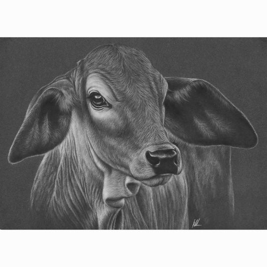 Detailed drawing of a calf's face on a dark background
