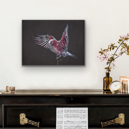 galah stretched canvas print hanging on wall