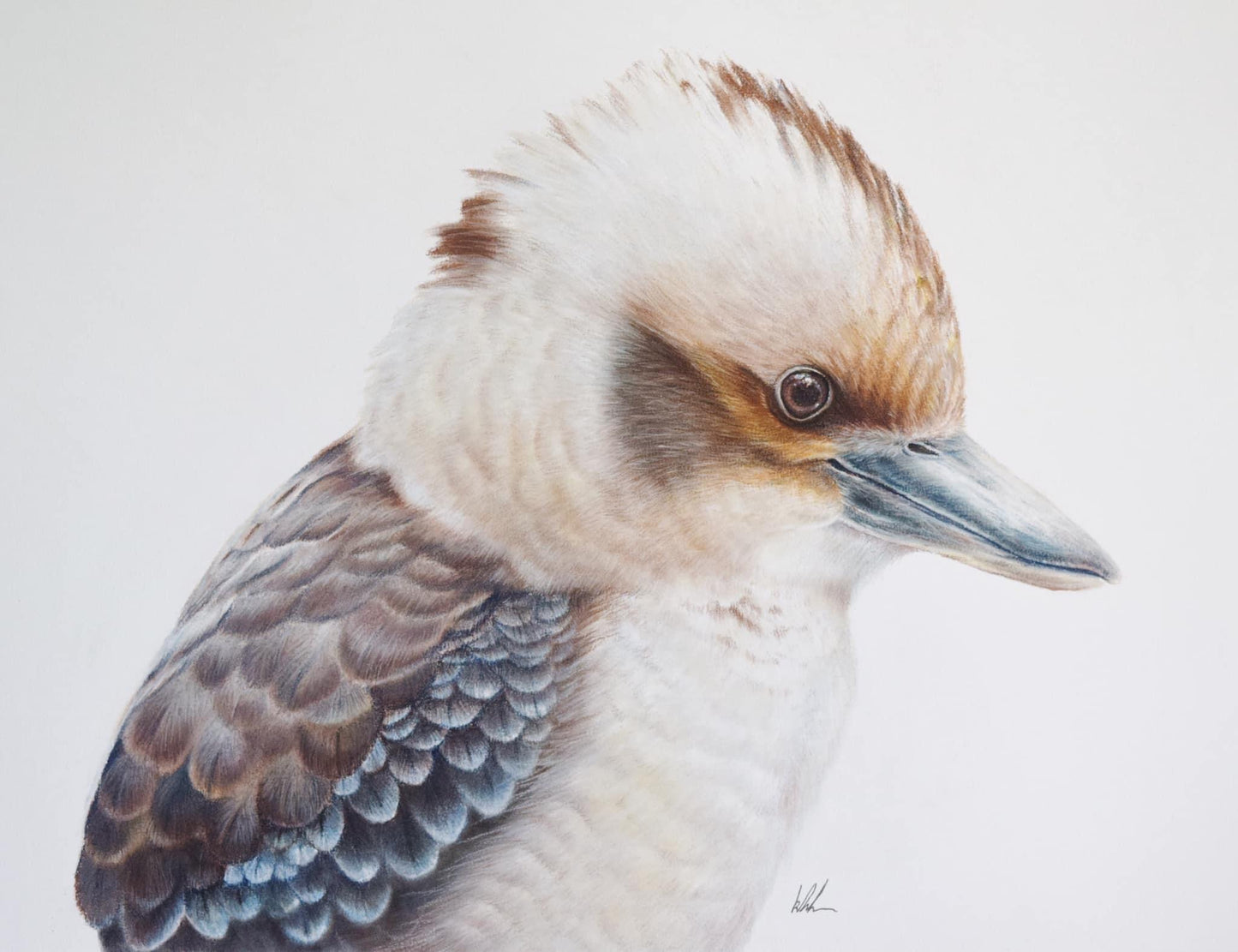 Kookaburra king studio stock rolled poly fibre canvas print