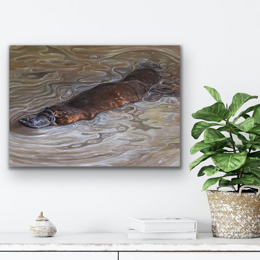 platypus play stretched canvas print hanging on wall