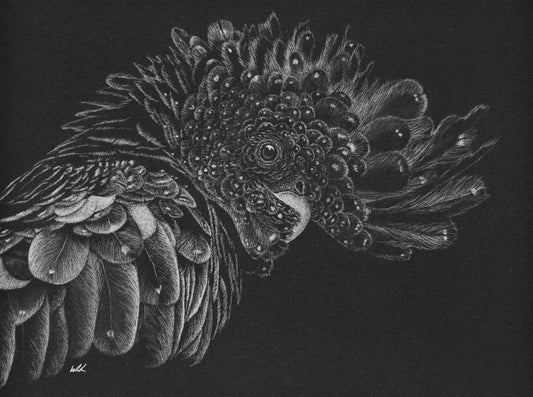 Black ash A2 & A1 Studio stock rolled print