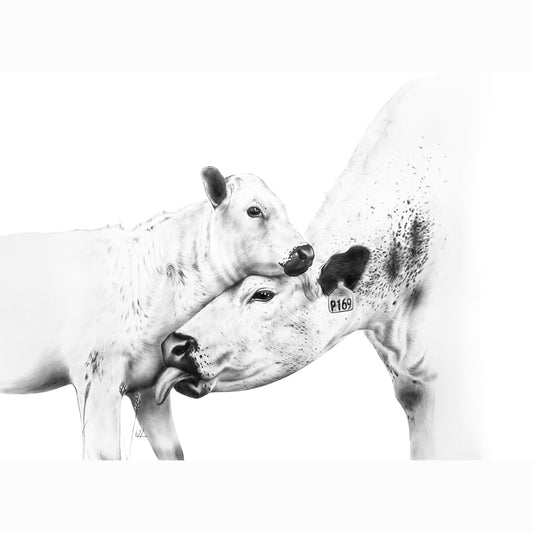 cow and calf sketch