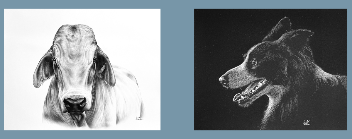 cow and dog portrait showing examples of charcoal quick sketches