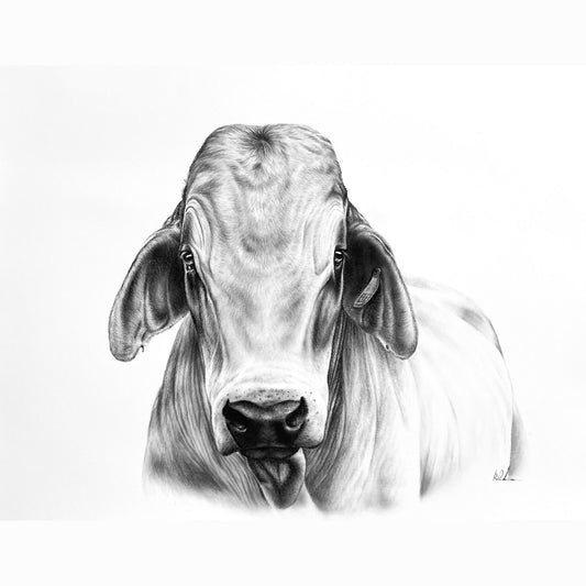 Artist drawing of a cow's head on a white background