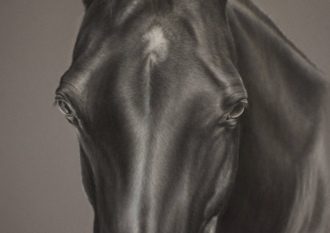 Black horse