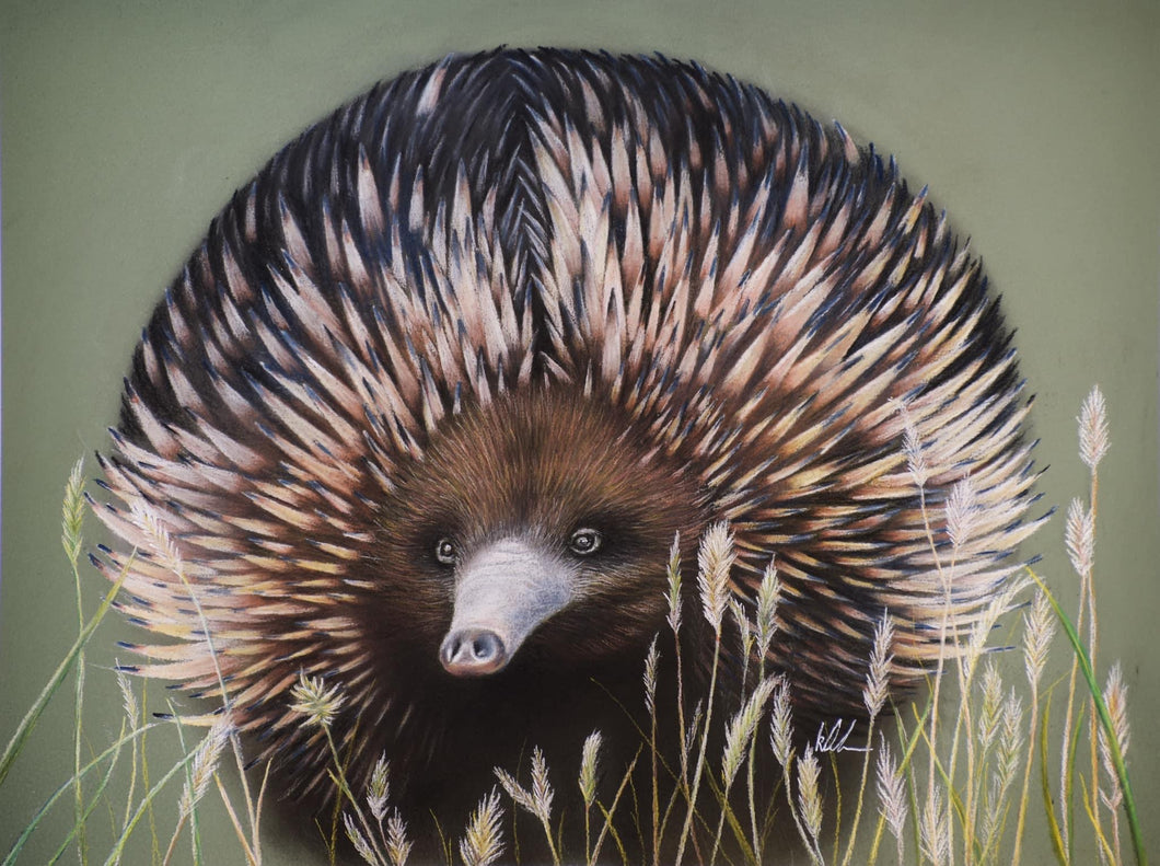 Echidna business original