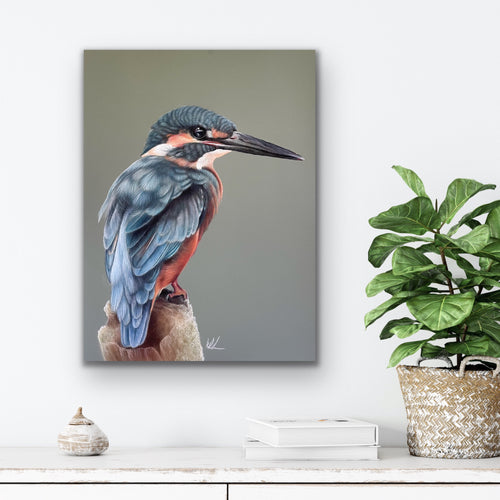 Common king fisher stretched canvas